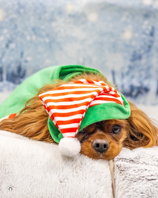 Noëlchien 24 Moyenne